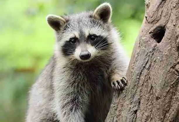 Raccoon - Distant Cousin of the Red Panda