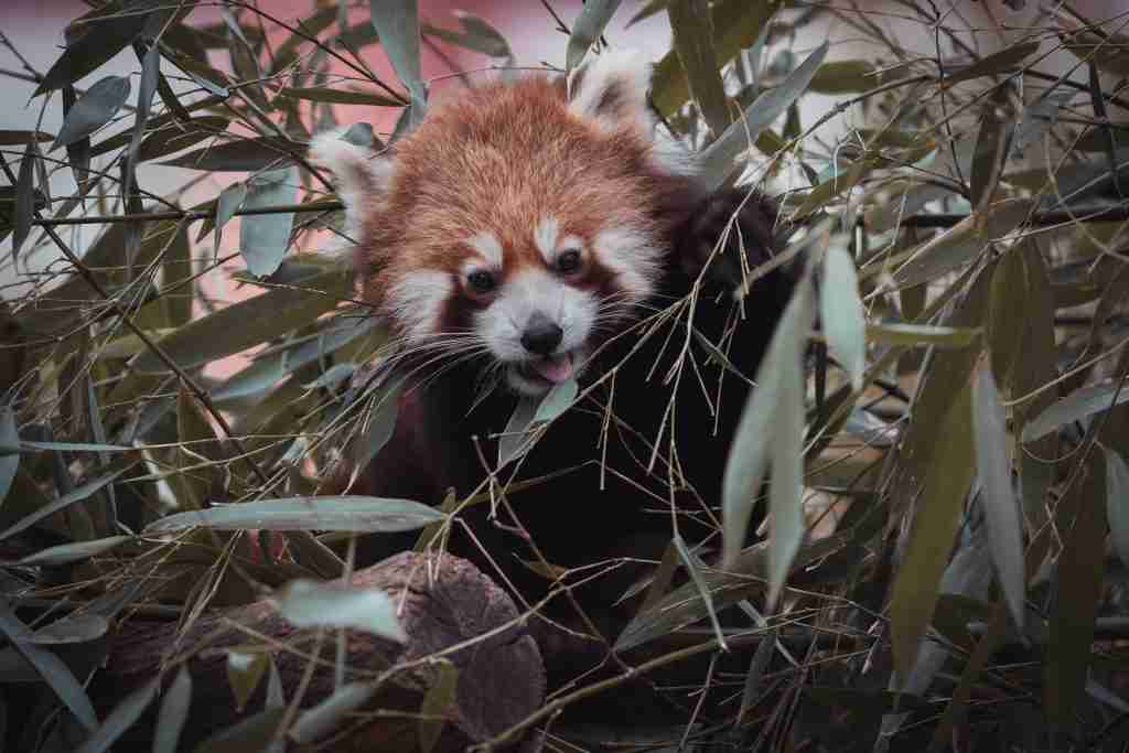 A picture of a cute red panda