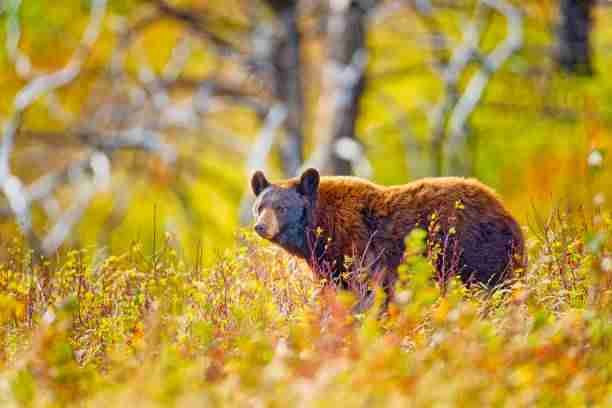 A Bear in the Woods