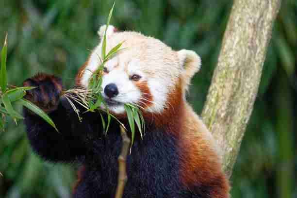 Red Panda Eating b