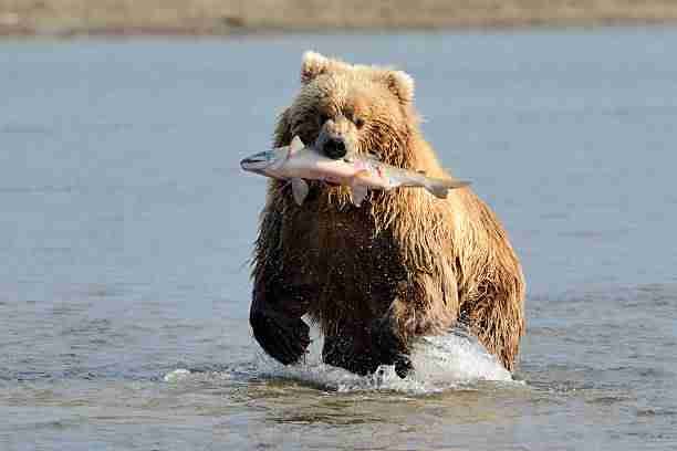 Brown Bear Fishing Salmon 