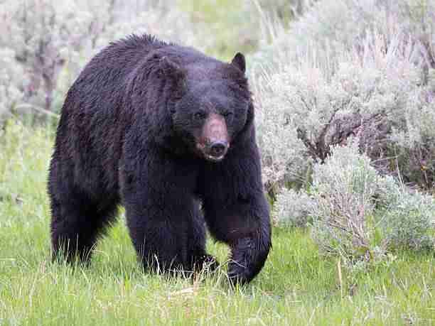 A large Black Bear Moving Around the Forest