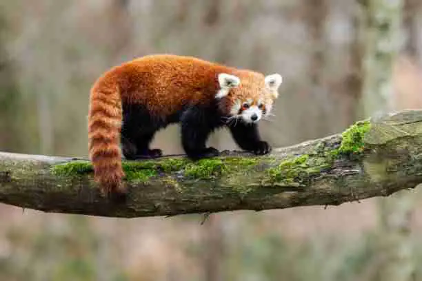 Red Panda Waking on Tree Branch
