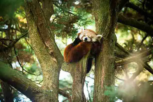 Red panda Sleeping on a Tree