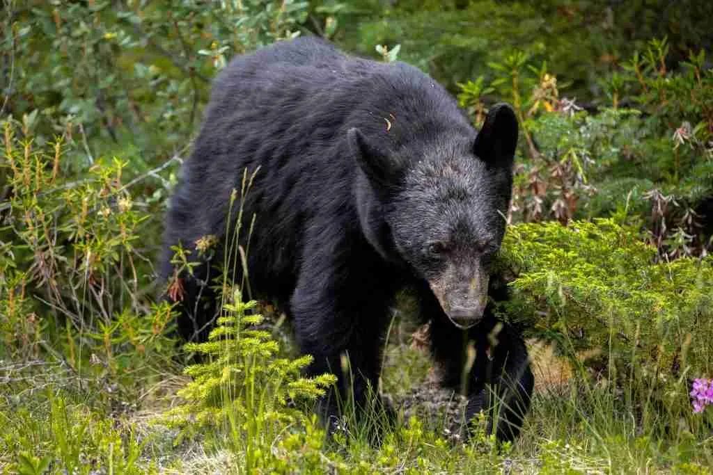 A picture of a black bear looking for food