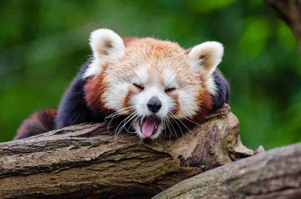 A picture of a red panda sleeping