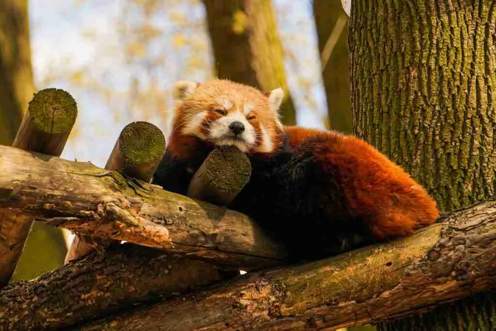 A picture of a red panda sleeping