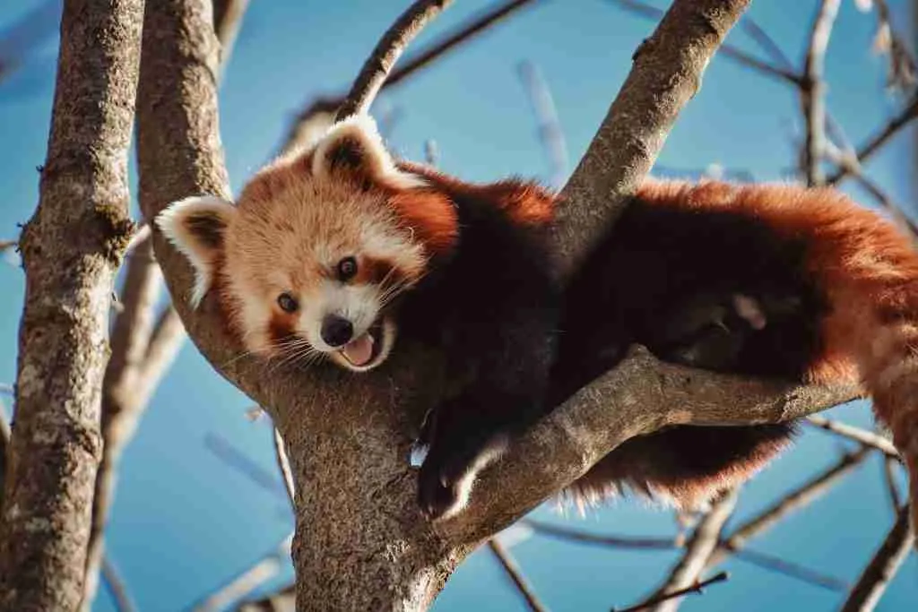 A picture of a red panda showing its sharp teeth