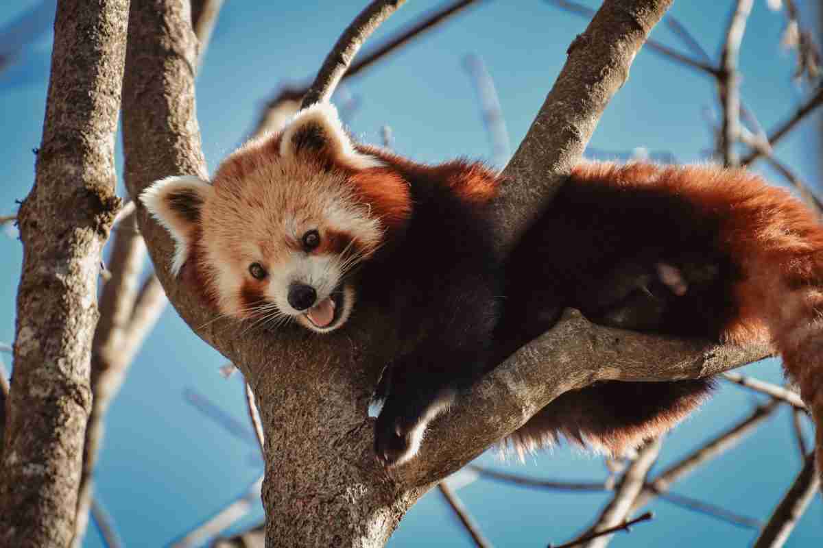 Reasons Why Red Pandas Are Not Cuddly As You Think