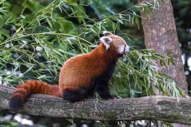 Red Panda Eating Bamboo, Which They Can Live Without