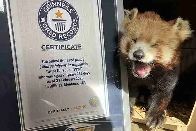 Taylor Awarded the World oldest Living Red Panda By the Guinness Book of Records