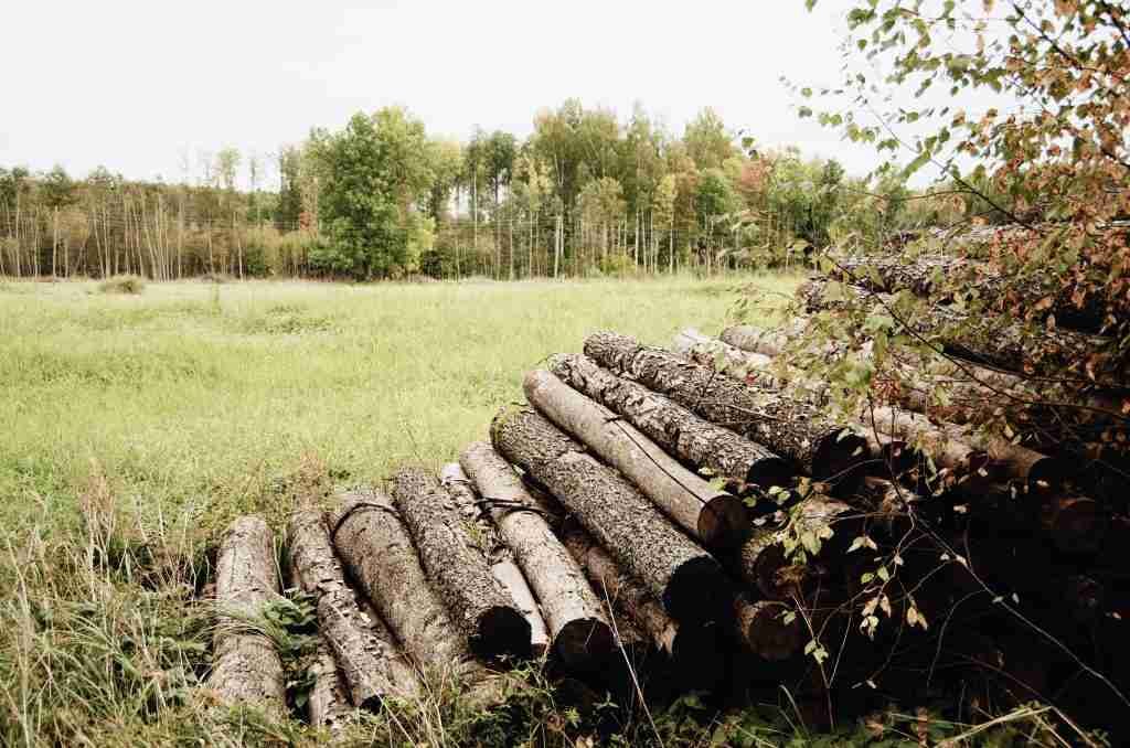 An image showing deforestation