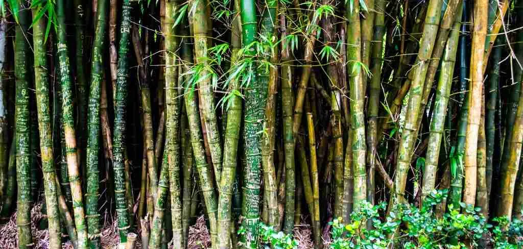 A picture showing bamboo