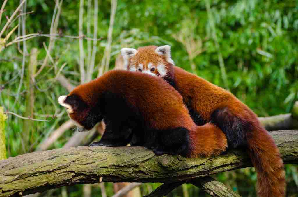 A picture of two red pandas