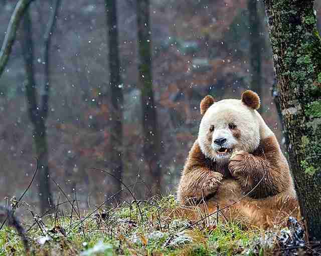 An image of a qinling panda