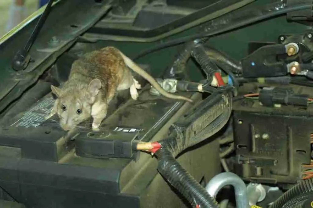 Picture of a mouse inside a car bonnet.
