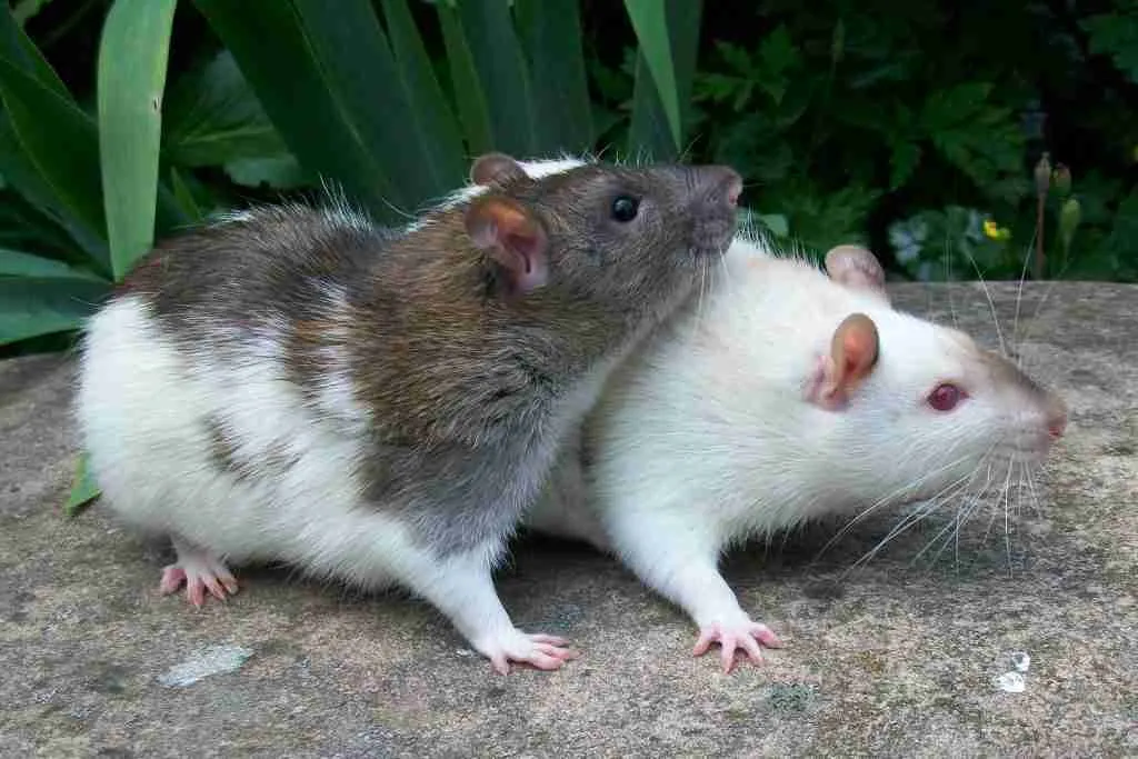 A picture of rodents