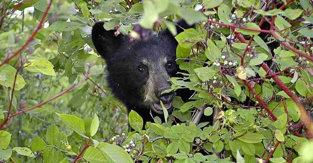 A black bear eating green leaves