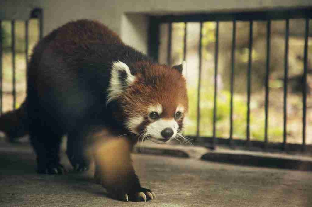 A red panda walking inside a zoo
