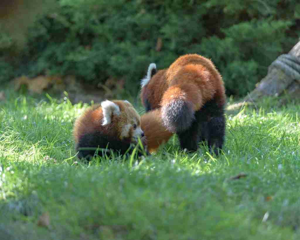 A picture of two red pandas 