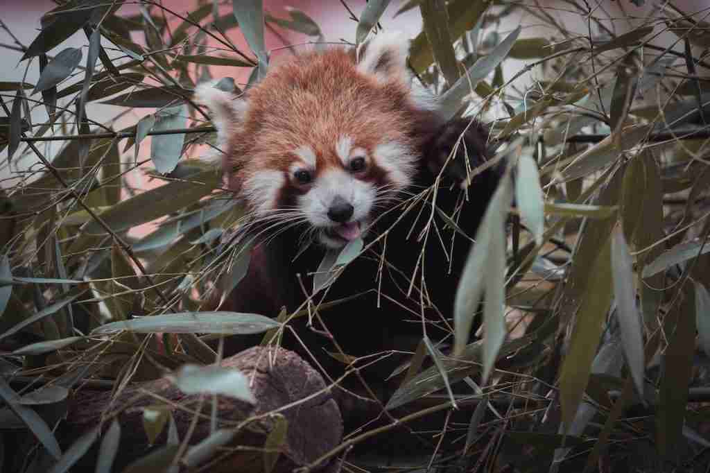 A red panda eating leaves