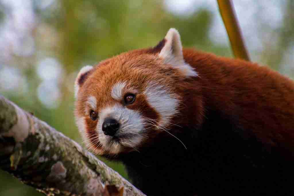 A picture of a red panda