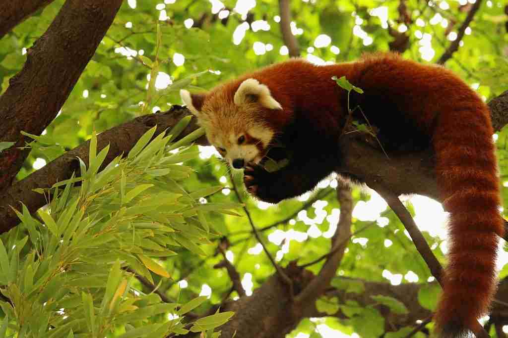 A red panda lying on a tree while eating some leaves