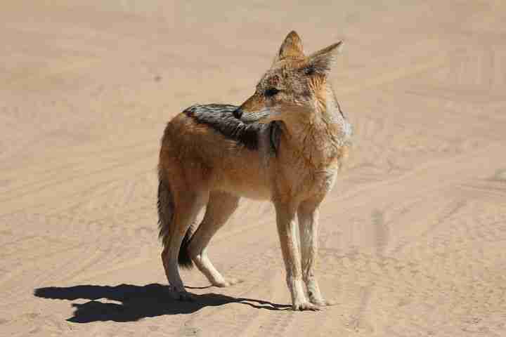 A Canine (Jackal) Standing on All Four Legs