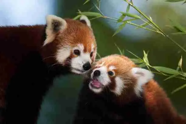 Red Pandas (Ailurus fulgens) – The only Living Members  of the Ailuridae Family