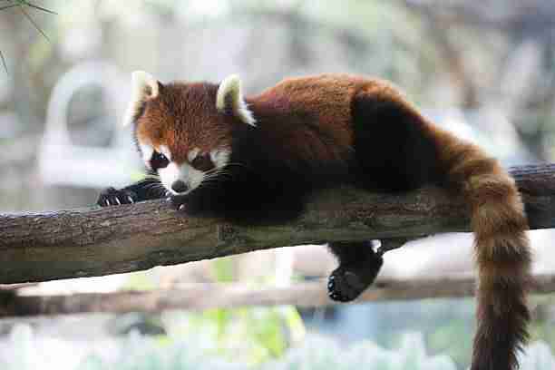 A Red Panda Resting on Tree