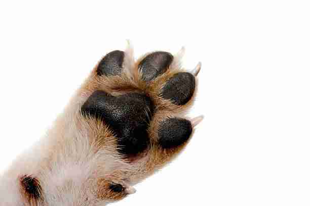 Non-Retractable (Fixed) Claws on a Dog's Paw