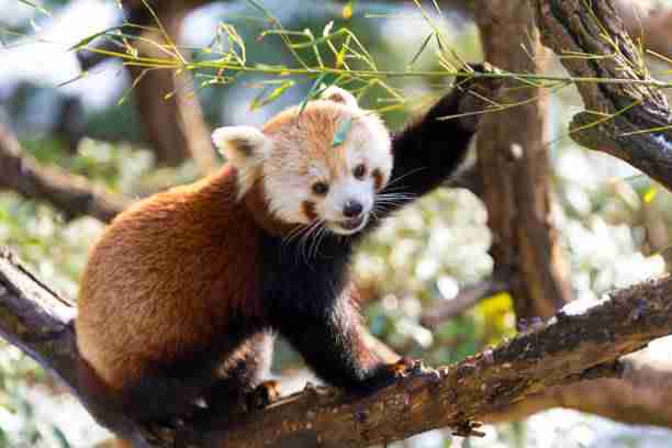Red Pandas Grasping Bamboo Using Its Arms