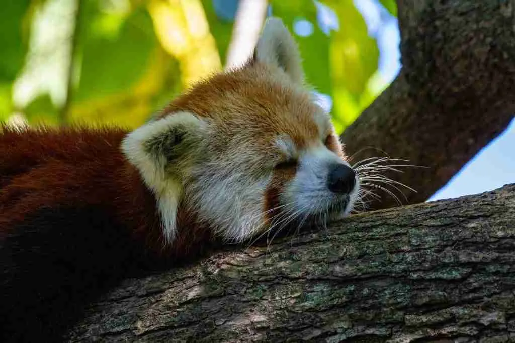 red panda sleeping on top of a tree