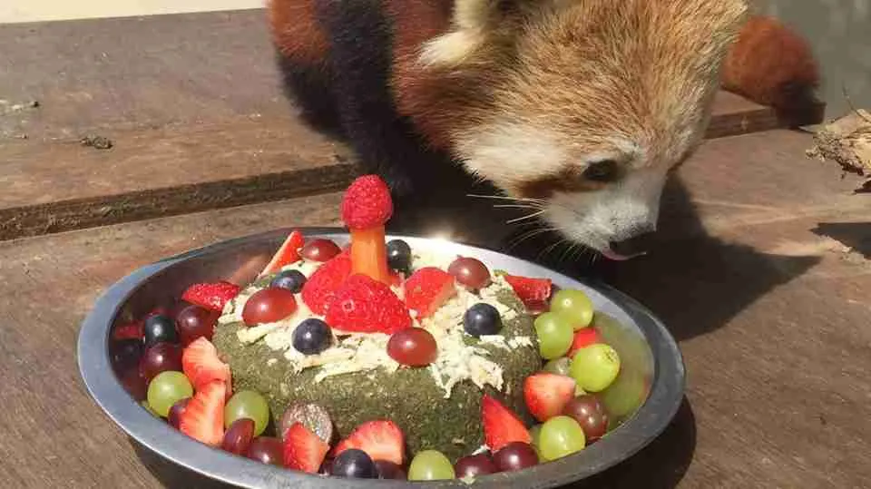 A Red Panda Having a Bowl of Fruit Treats