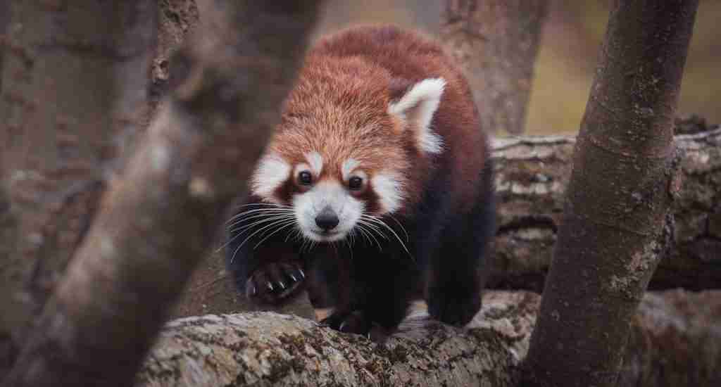 A red panda walking on logs