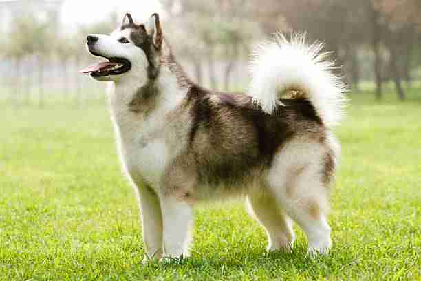 Alaskan Malamute (Domestic Dig Breed) – Example of a Canine Animal