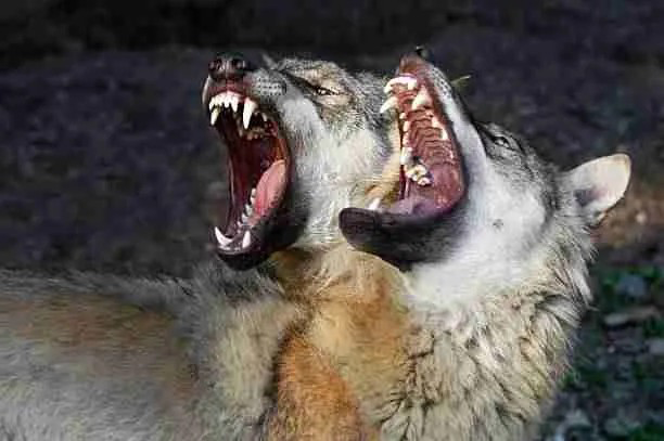 Wolves - Carnivorous Members of Canidae Family 
