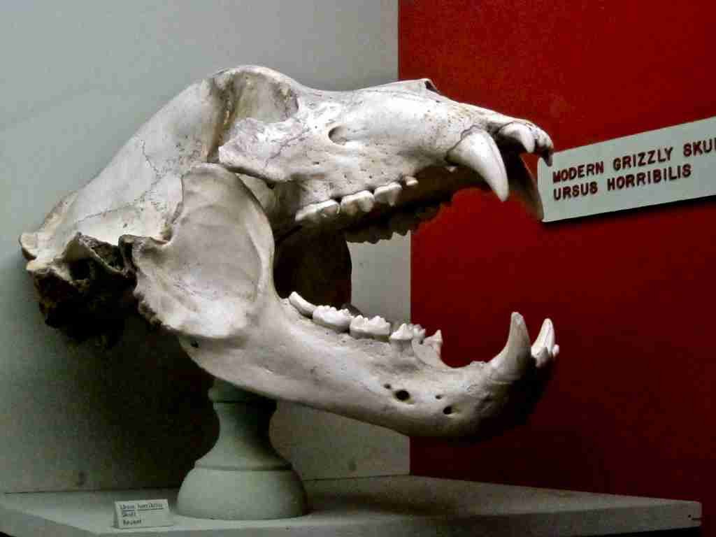 A Real Grizzly Bear Skull