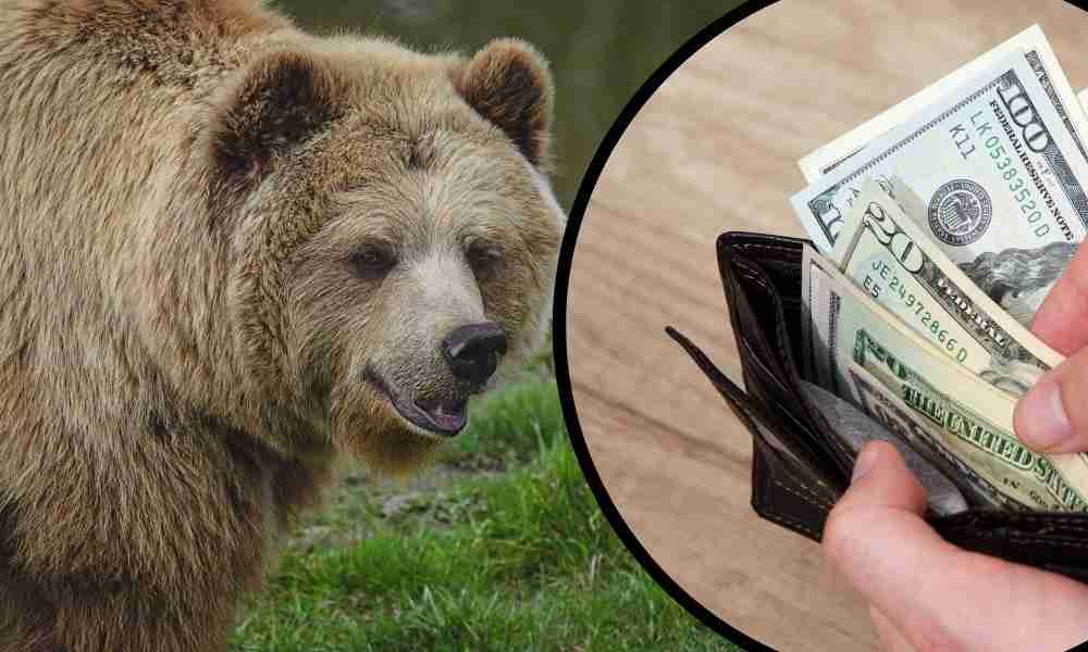 Can You Buy a Grizzly Bear? | 6 States to Legally Own One!