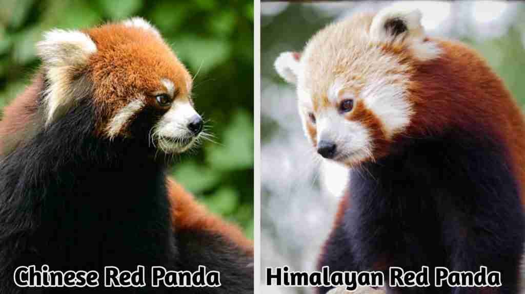 Chinese VS Himalayan Red Panda Species 