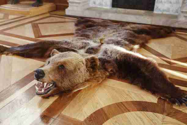 A Grizzly Bear Hide (Skin Rug)