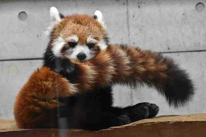 A Red Panda's Large Bushy Tail