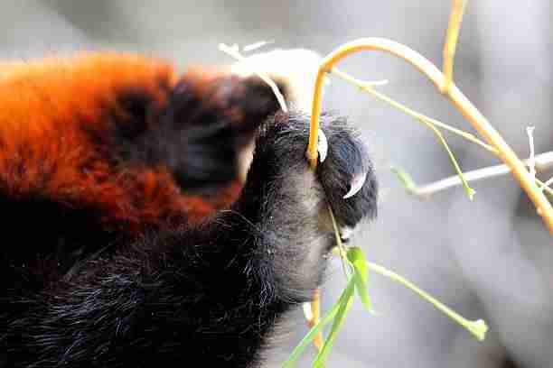 Red Panda's Semi-Retractable Sharp Claws