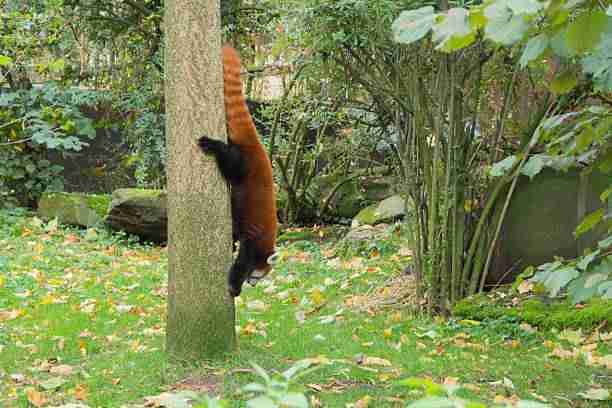 Red Panda Climbing Down a Tree Headfirst