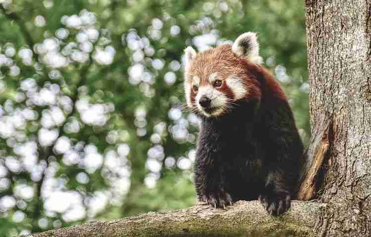 Red Pandas on aTree