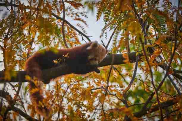 Red Panda on a Beautiful Fir Tree Canopy