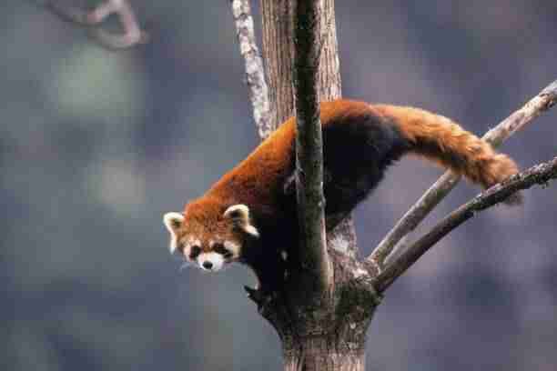 Red Panda on a Tree