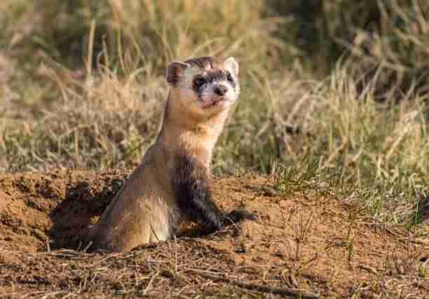 A Black-Footed Ferret Coming Out of a Prairie Dog Burrow