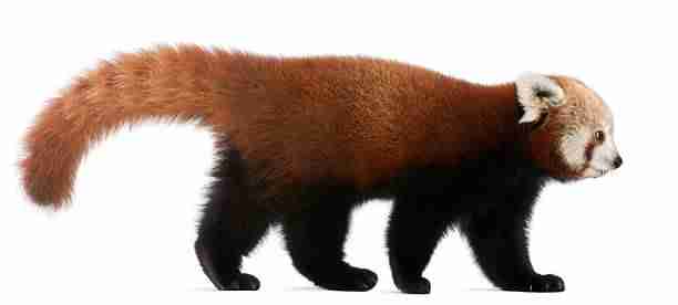 A Red Panda's Beautiful Reddish-Brown and Black Appearance 