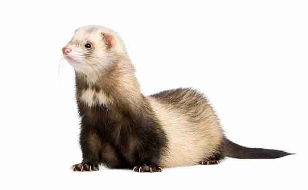 Black and White Ferret